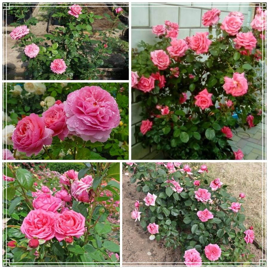 Romina róża wielkokwiatowa